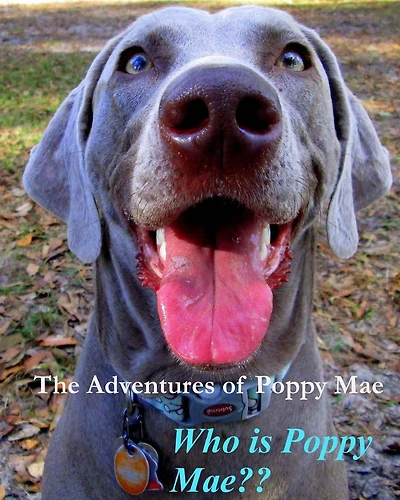 The Adventures of Poppy Mae: Who Is Poppy Mae?