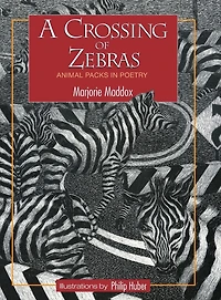A Crossing of Zebras