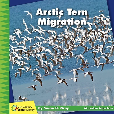 Arctic Tern Migration