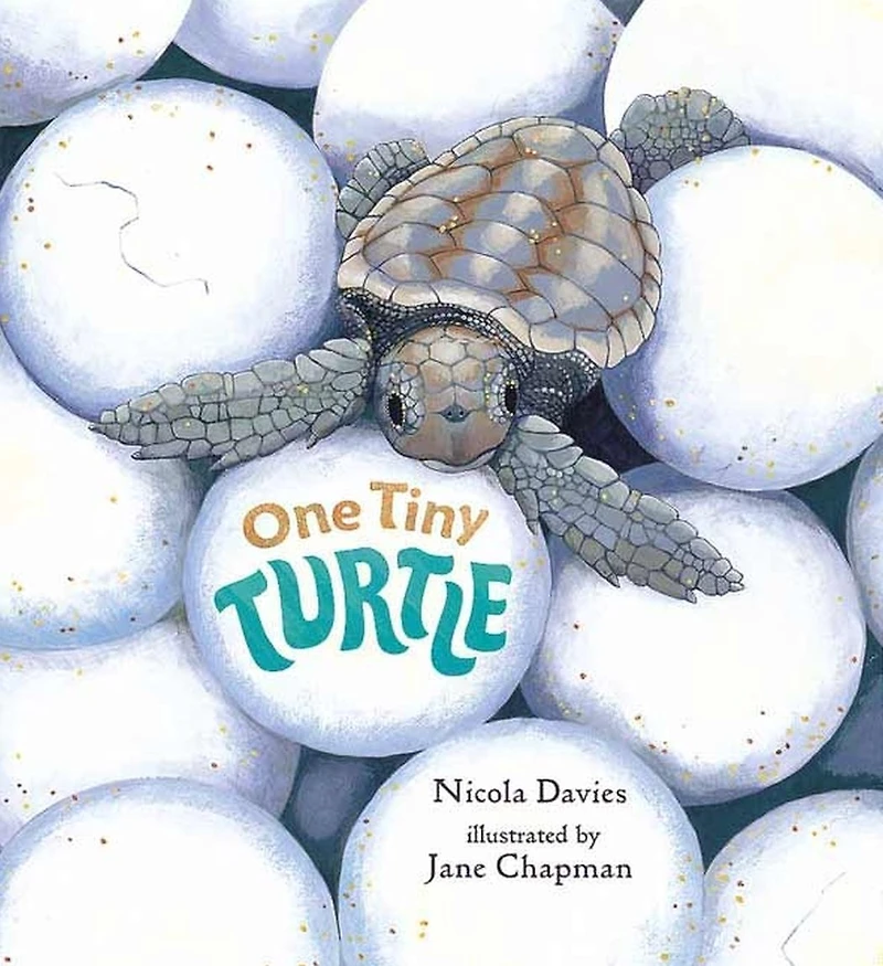 One Tiny Turtle: Read and Wonder