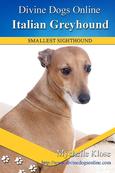 Italian Greyhound