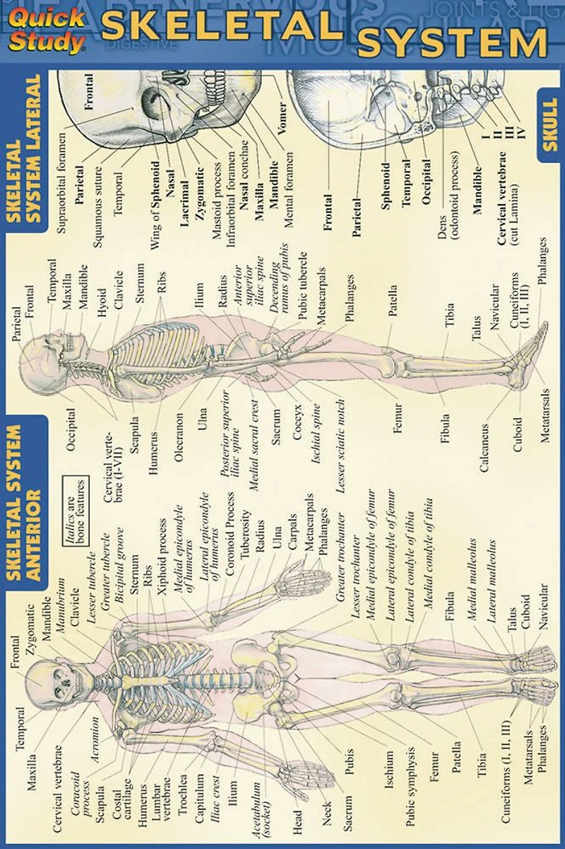 Skeletal System