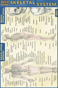 Skeletal System