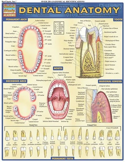 Dental Anatomy