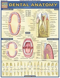 Dental Anatomy