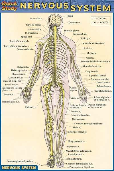 Nervous System
