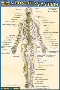 Nervous System