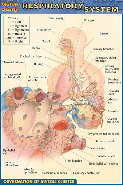 Respiratory System