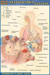 Respiratory System