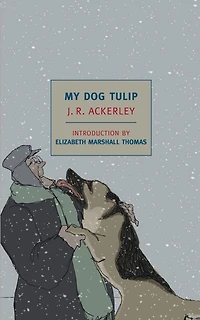 My Dog Tulip