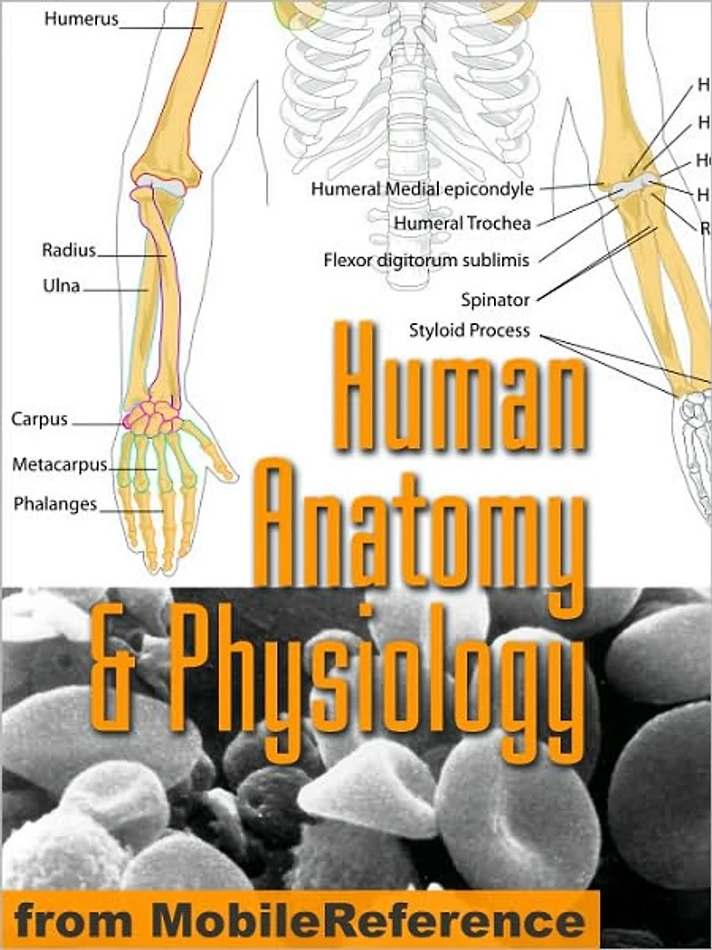 Human Anatomy and Physiology Study Guide