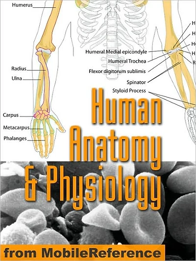 Human Anatomy and Physiology Study Guide
