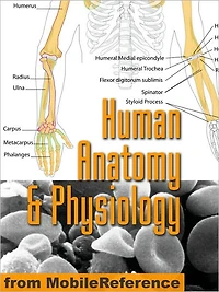 Human Anatomy and Physiology Study Guide