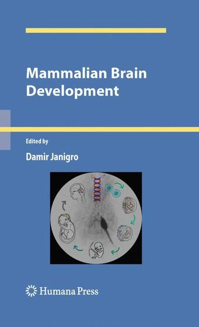 Mammalian Brain Development