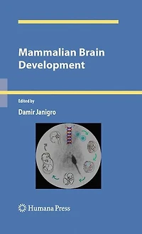 Mammalian Brain Development