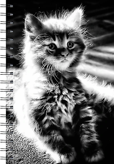Wire-O Kitten (Med)