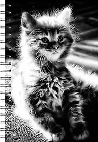 Wire-O Kitten (Med)