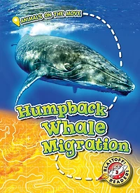 Humpback Whale Migration