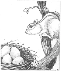 Chipmunk's Journeys: Chipmunk and the Rock