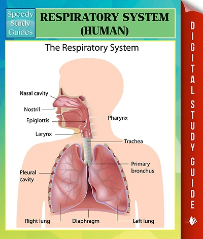 Respiratory System (Human) Speedy Study Guides