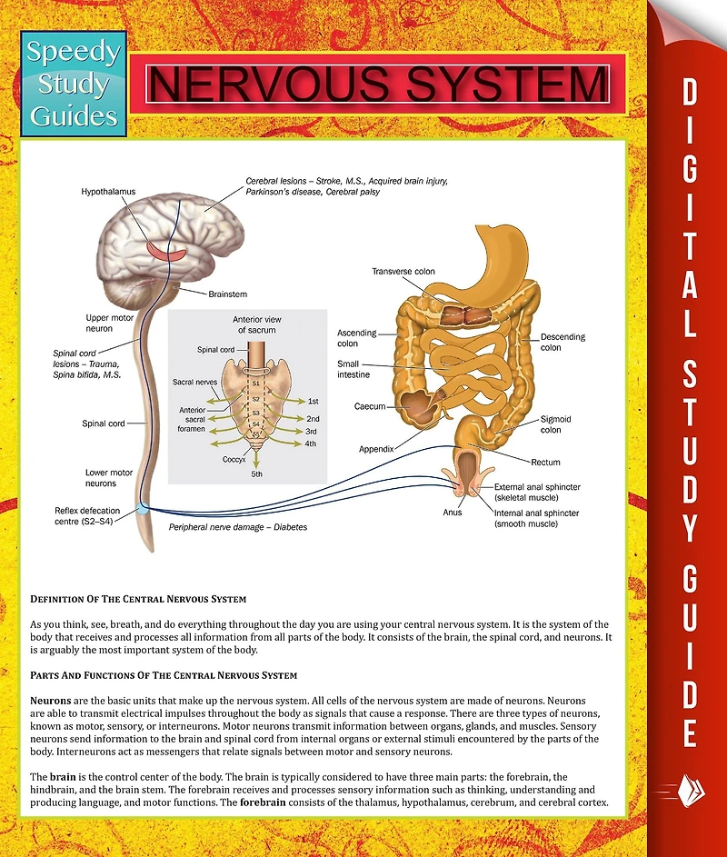 Nervous System (Human) Speedy Study Guides