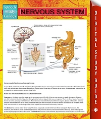 Nervous System (Human) Speedy Study Guides