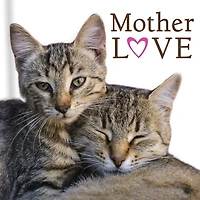 Mother Love Cats