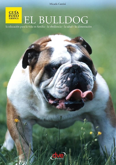 El bulldog: Consejos esenciales para educar, alimentar y mantener sano al singular y simpático bulldog