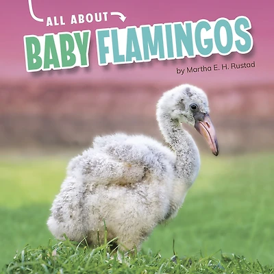 All About Baby Flamingos