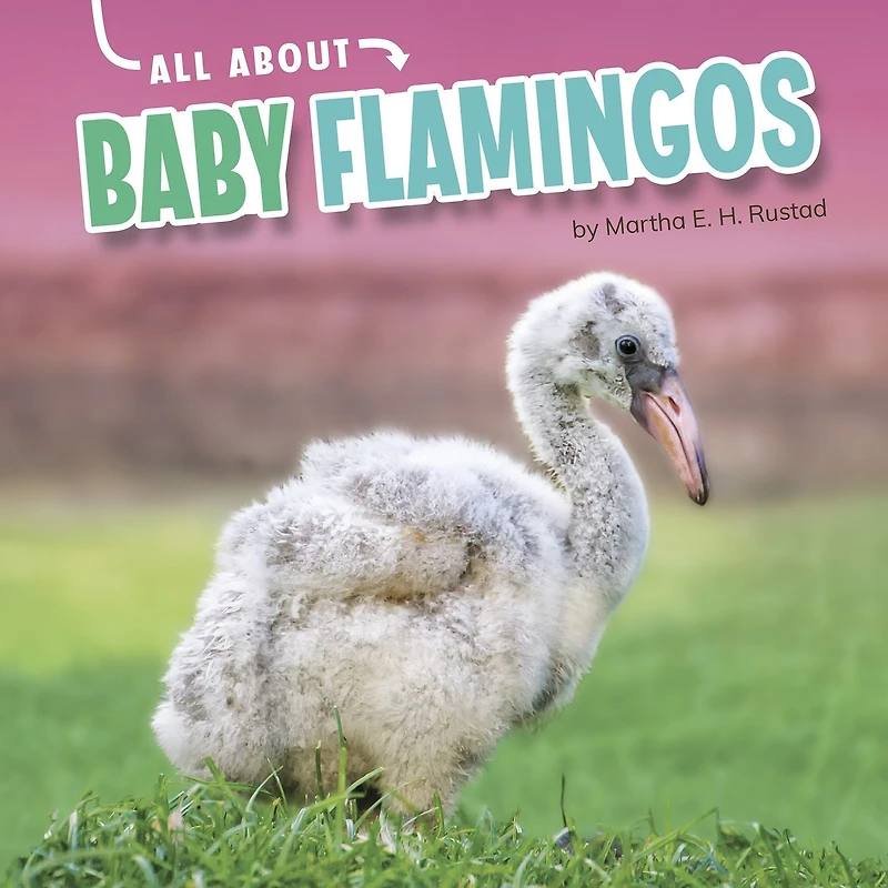 All About Baby Flamingos