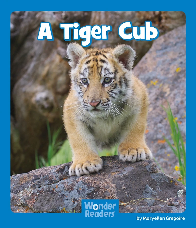 A Tiger Cub