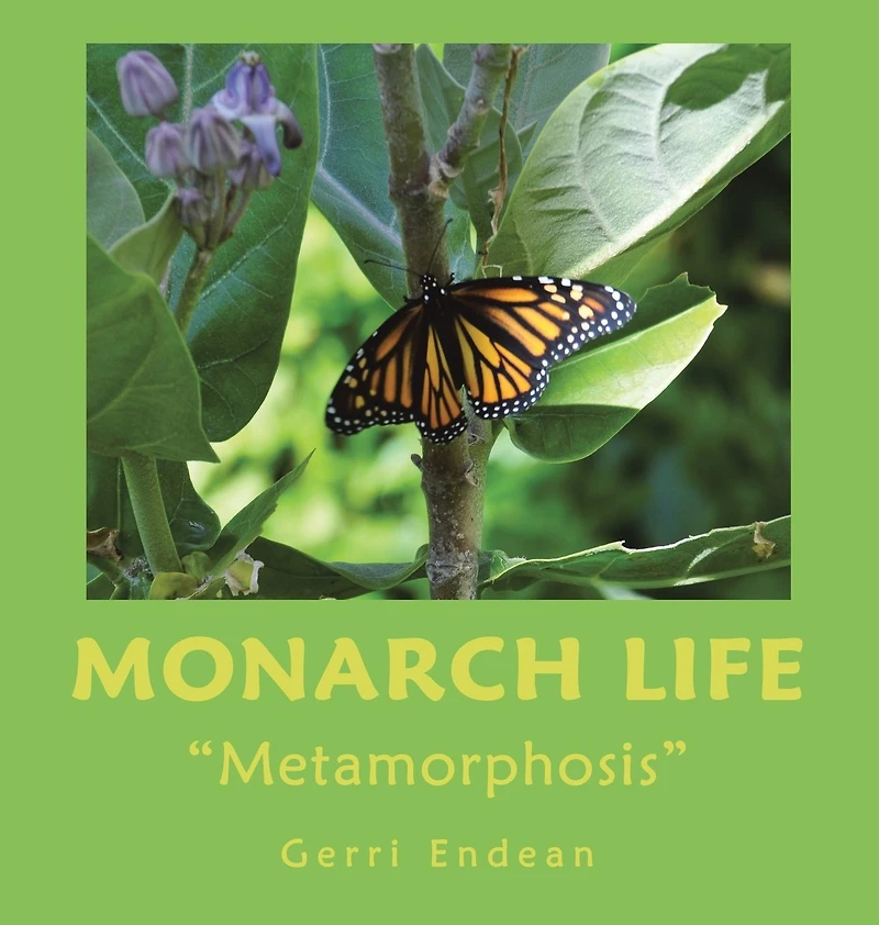 Monarch Life: "Metamorphosis"