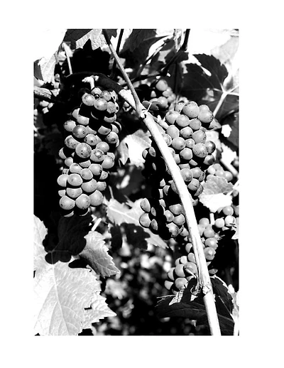 A Sensual Vineyard -- Black & White Photographs