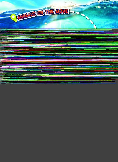 Humpback Whale Migration