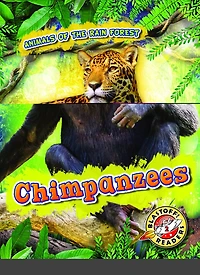 Chimpanzees