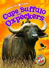 Cape Buffalo and Oxpeckers