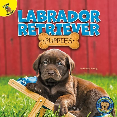 Labrador Retriever Puppies