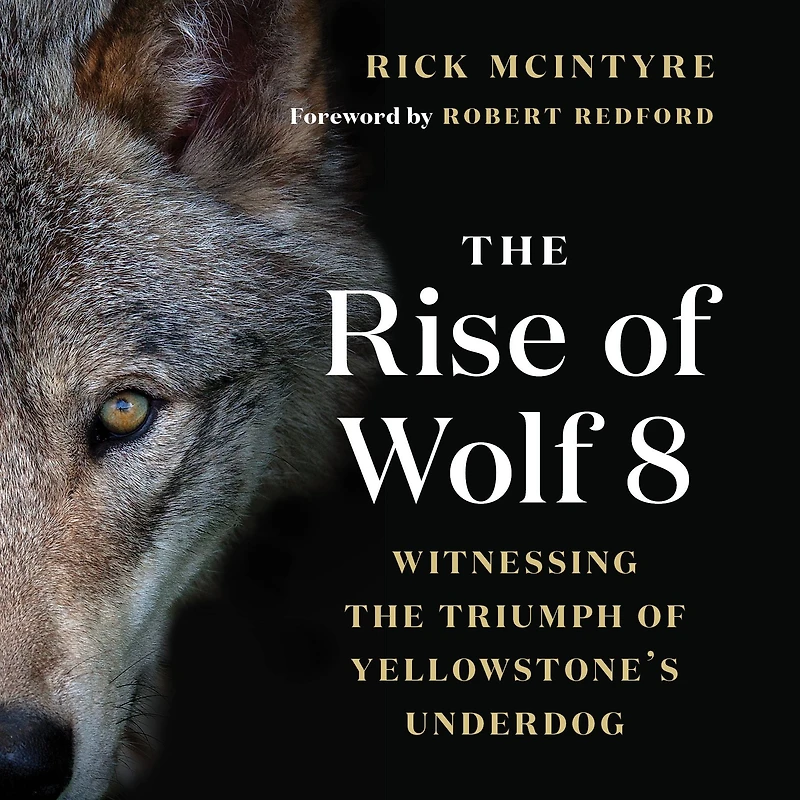 the Rise of Wolf 8: Witnessing Triumph Yellowstone's Underdog