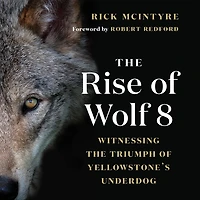 the Rise of Wolf 8: Witnessing Triumph Yellowstone's Underdog