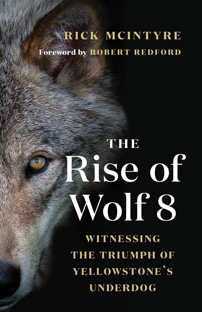 the Rise of Wolf 8: Witnessing Triumph Yellowstone's Underdog