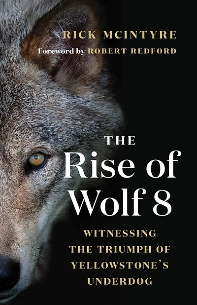 the Rise of Wolf 8: Witnessing Triumph Yellowstone's Underdog