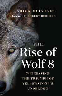 the Rise of Wolf 8: Witnessing Triumph Yellowstone's Underdog