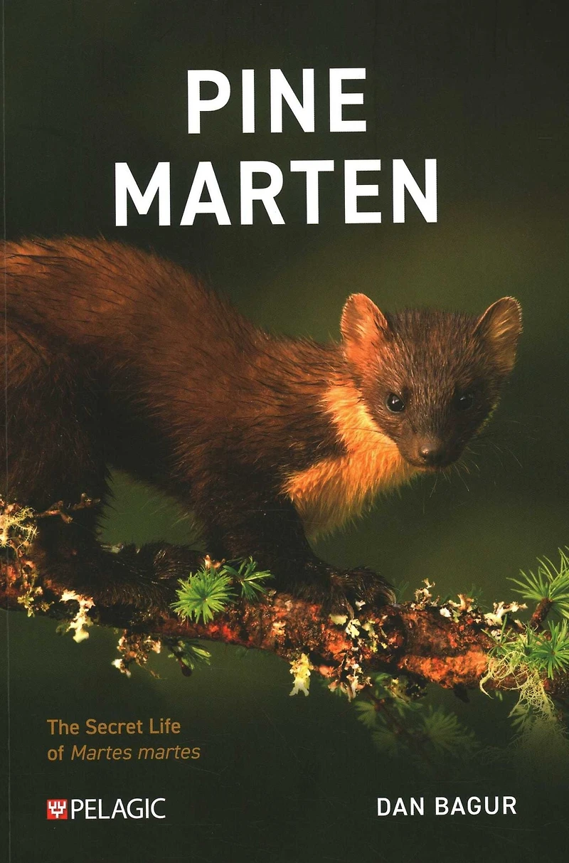 Pine Marten: The Secret Life of martes