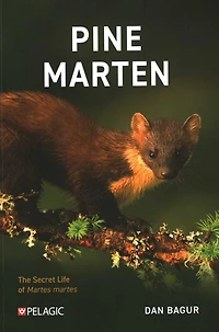 Pine Marten: The Secret Life of martes