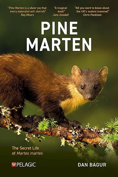 Pine Marten: The Secret Life of martes