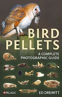 Bird Pellets: A Complete Photographic Guide