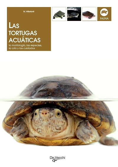 Las tortugas acuáticas: la morfología, las especies, la cría y los cuidados
