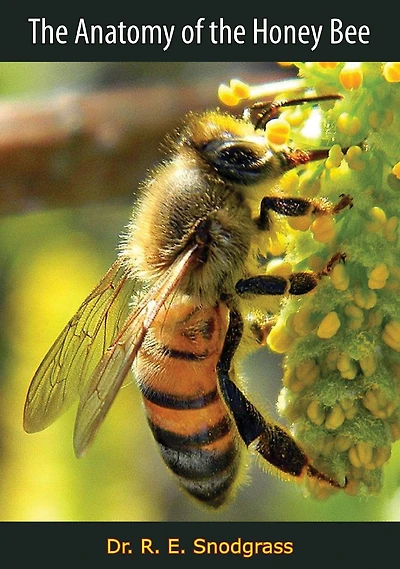 the Anatomy of Honey Bee