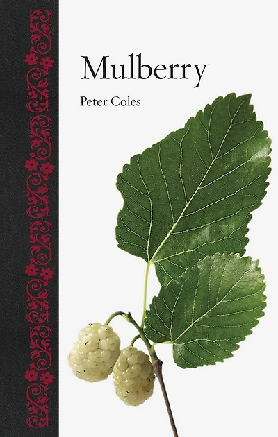 Mulberry