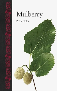Mulberry